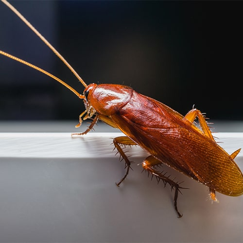 30 народных способов избавиться от тараканов | «Дез-А-Сервис» Калининград